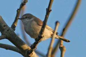 whitethroat